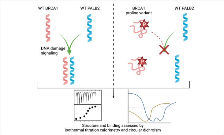 BRCA1 and PALB2 coiled-coil structure
